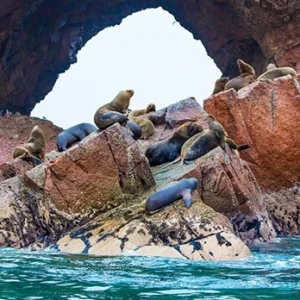 Paracas (Islas Ballestas) – Ica (Tour del Pisco + Oasis de Huacachina) Full Day